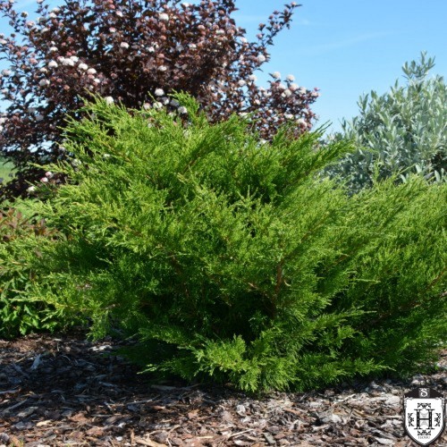 Juniperus x pfitzeriana 'Mint Julep' - Pfitzeri kadakas 'Mint Julep' C1/1L